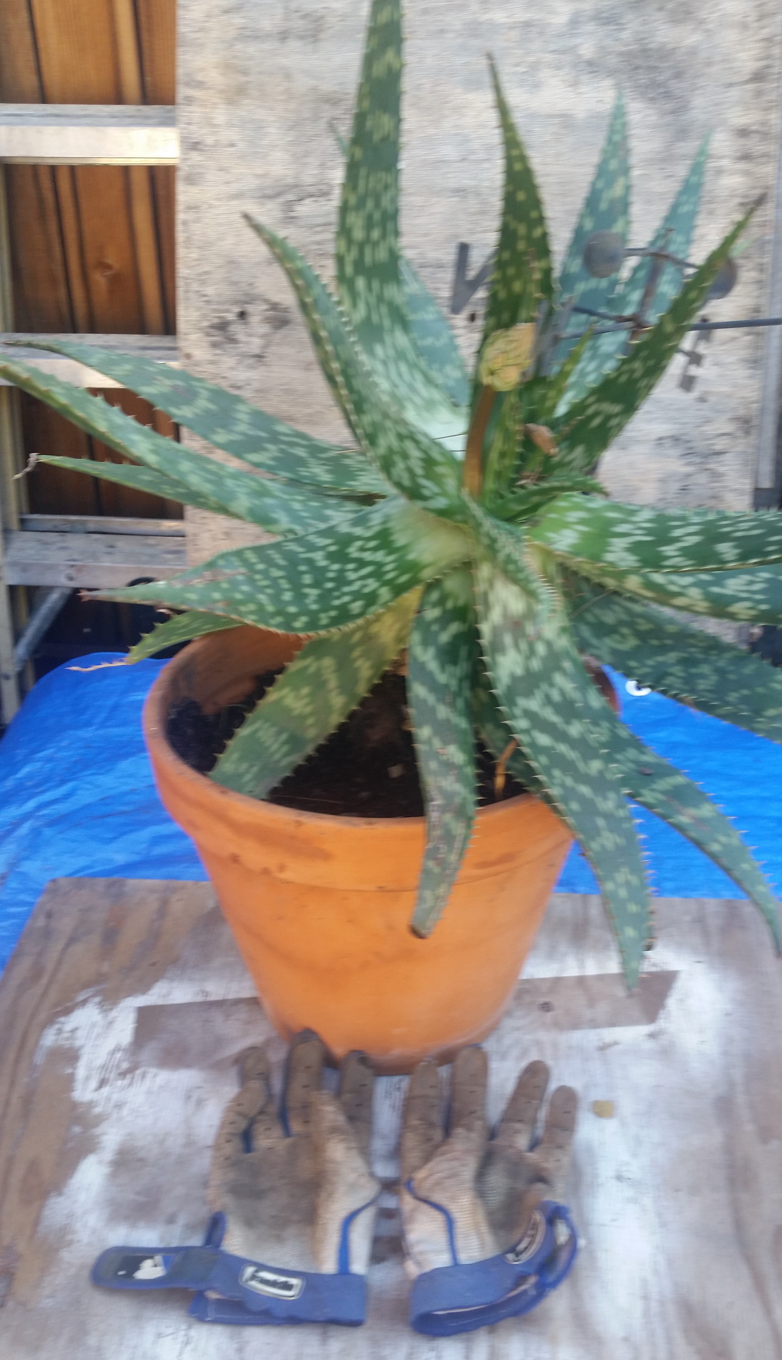 AloeVeraBattingGloves