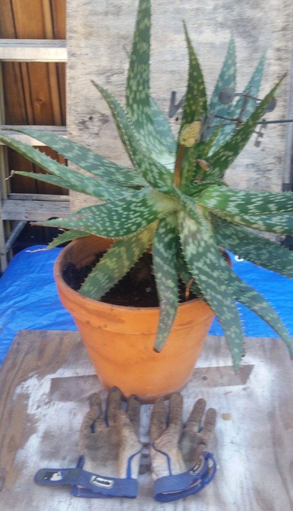 AloeVeraBattingGloves